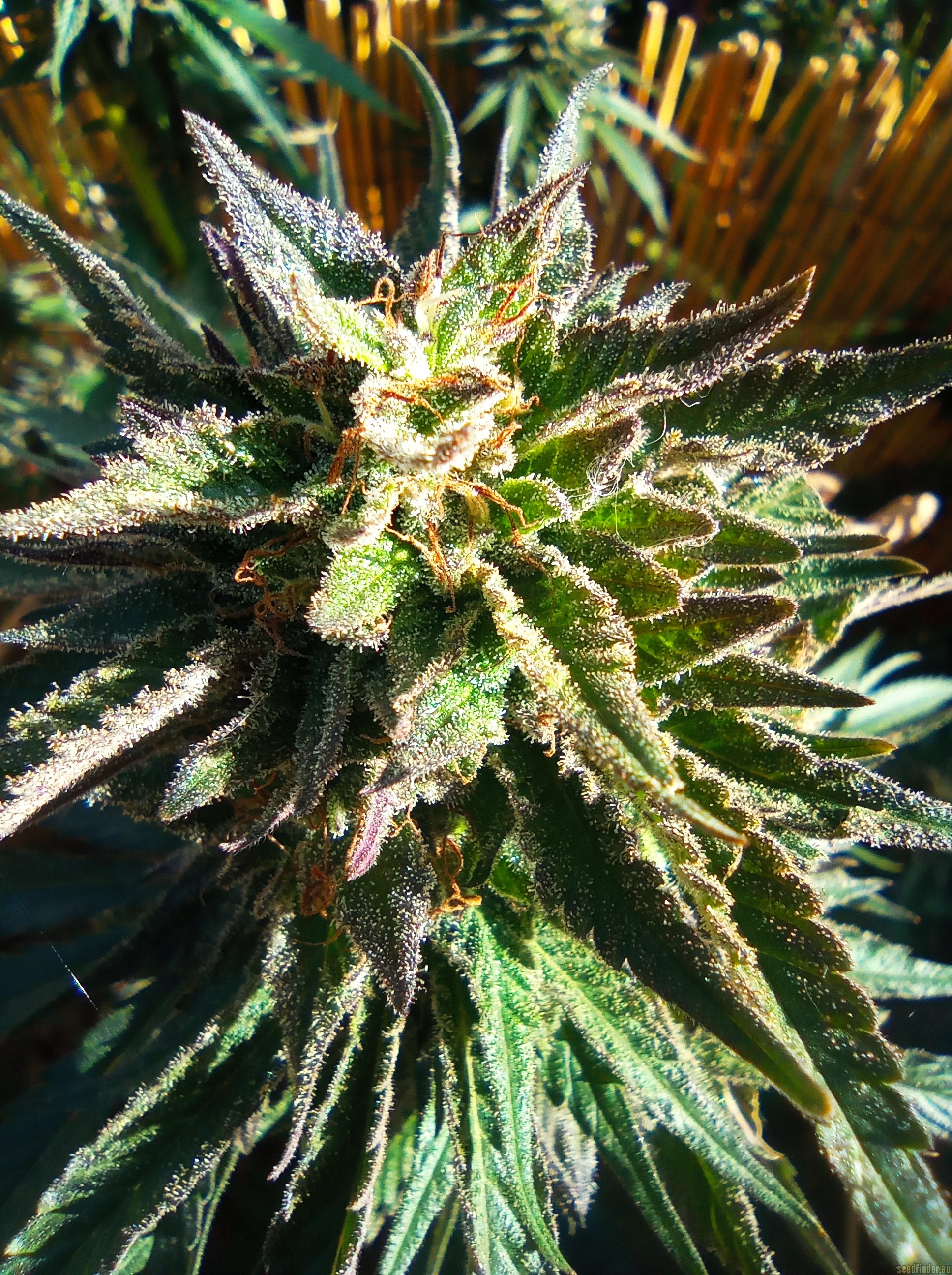 THC Bomb x Pre 98 Bubba Kush
