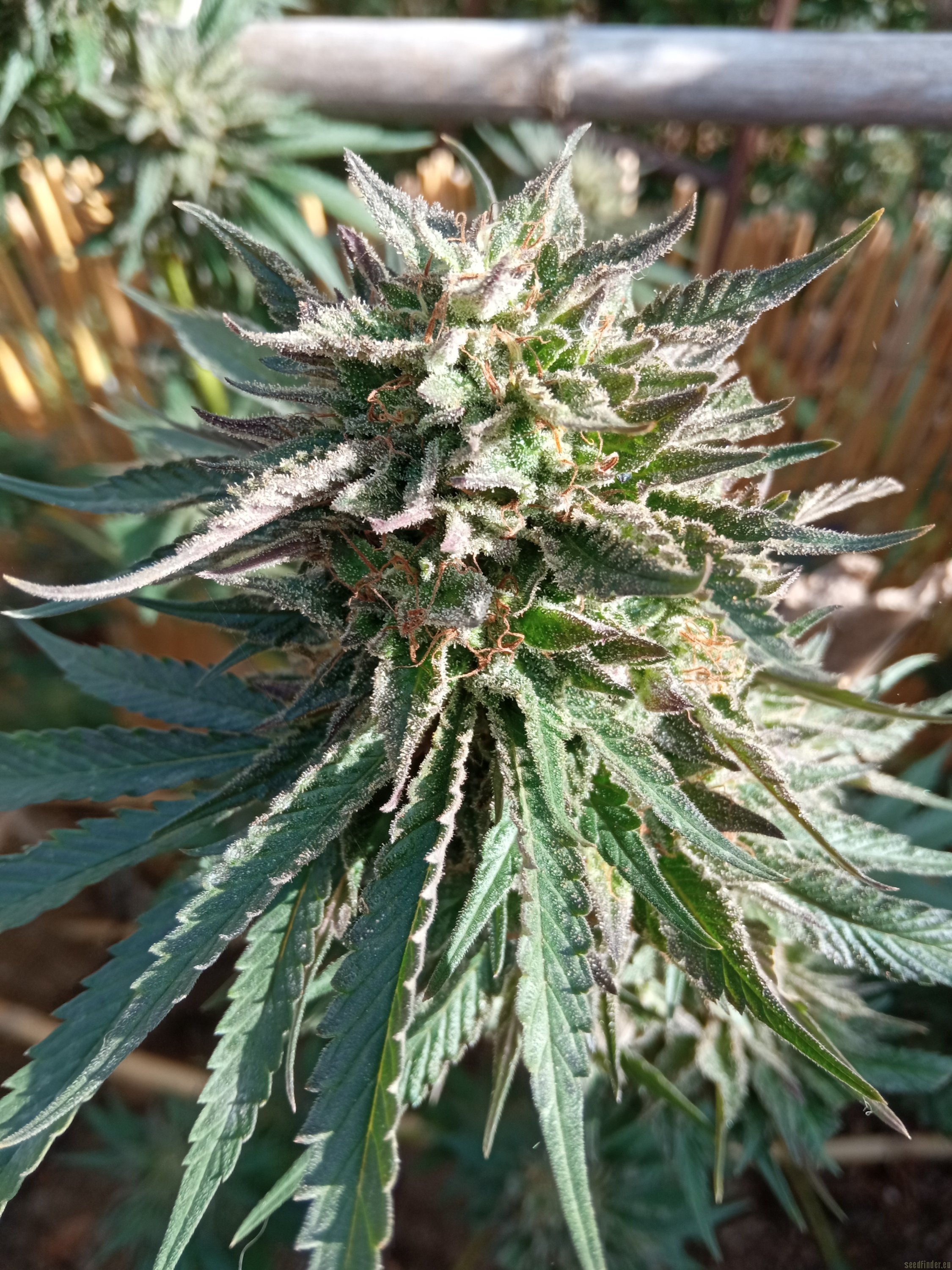 THC Bomb x Pre 98 Bubba Kush