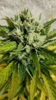 An image of Auto Blue Pyramid