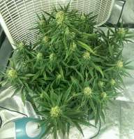 An image of Auto Blue Pyramid