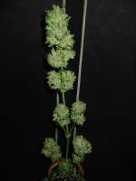 Auto Tutankamon archive 1