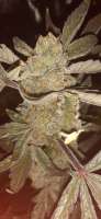Black Cherry Punch: strain page photo, credit seedfinder.eu, copyright status shown with credit copyright unverified