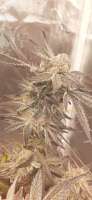 An image of Black Cherry Punch