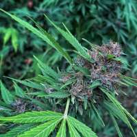 An image of Black Cherry Punch