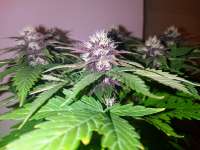 An image of Triple Purple Doja