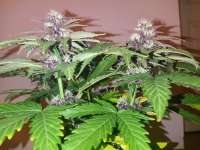 An image of Triple Purple Doja
