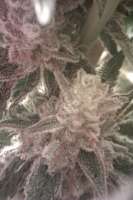 An image of Doc's OG