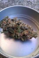 An image of Doc's OG