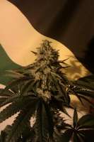 An image of Doc's OG