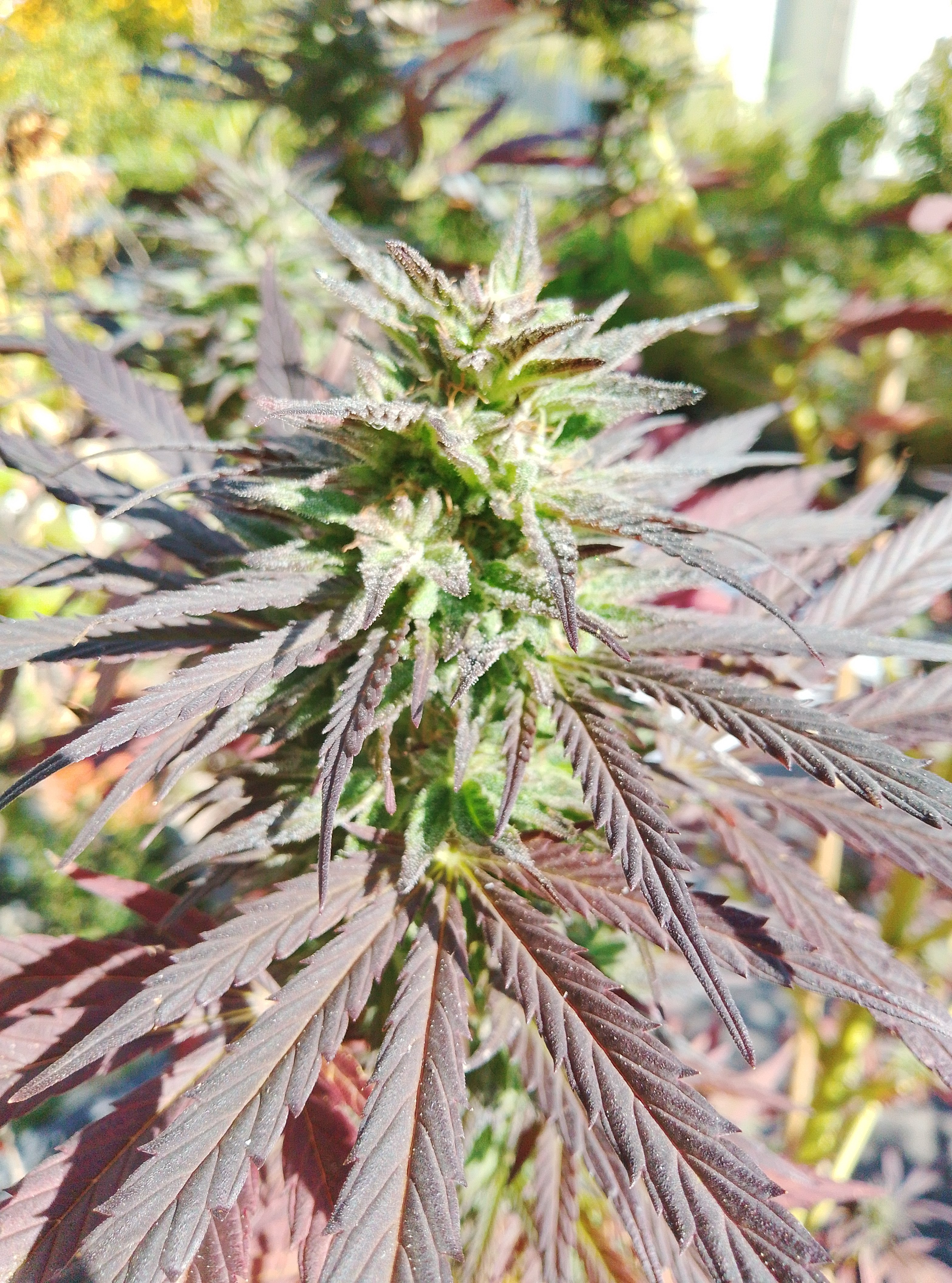 Ghost Train Haze #1 flowering cannabis, as labeled by the cited photo source
