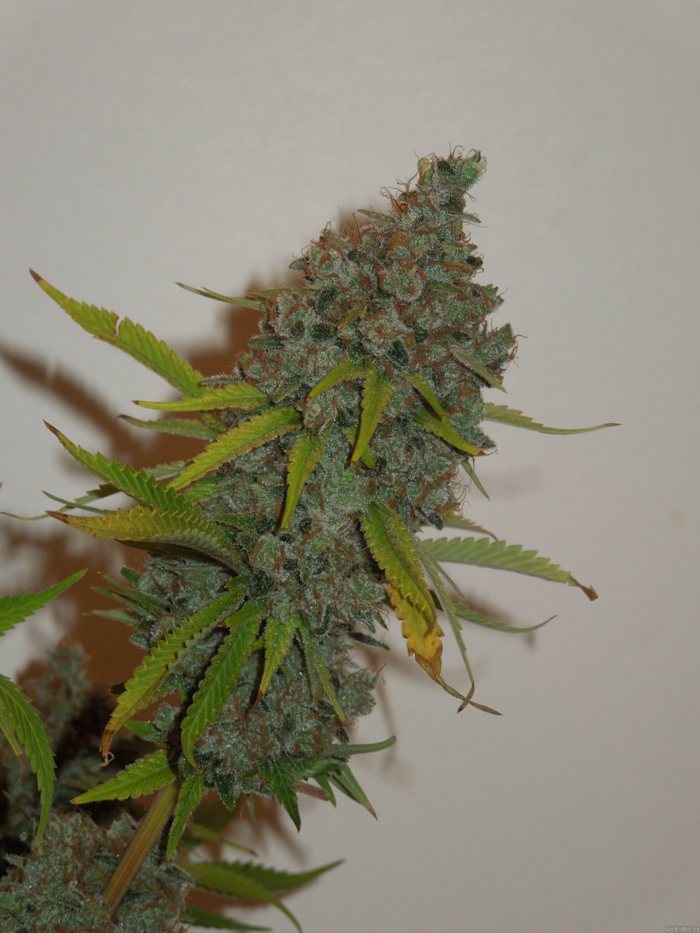 Moonshine Haze x Ghost Train Haze #1