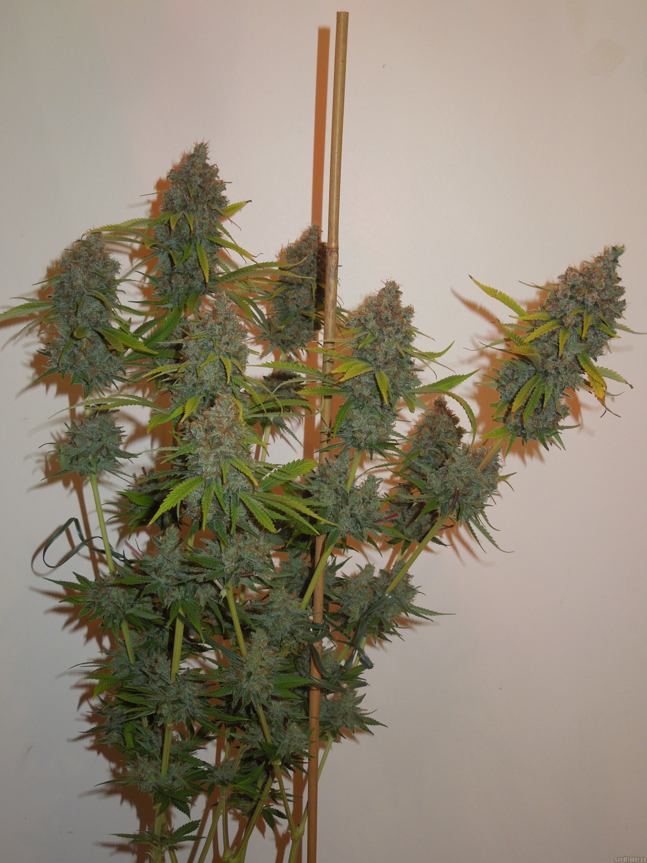 Moonshine Haze x Ghost Train Haze #1