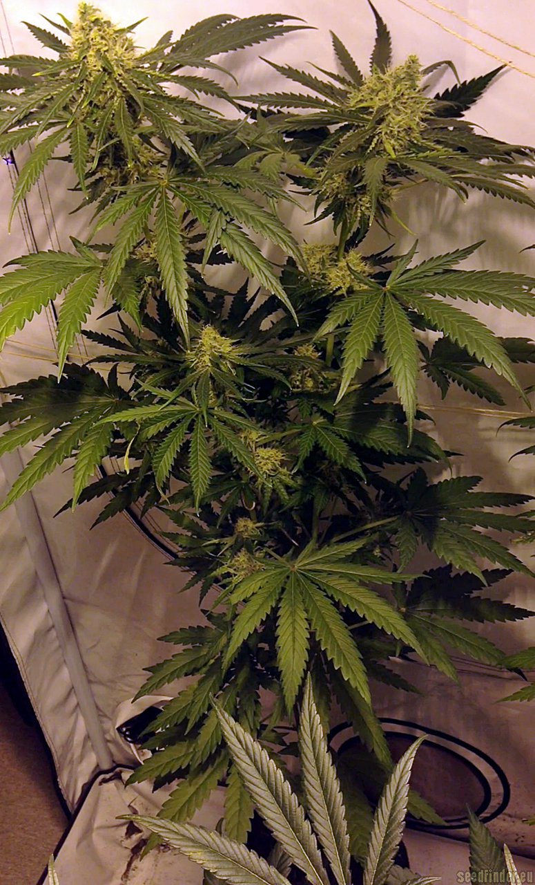 Moonshine Haze x Ghost Train Haze #1