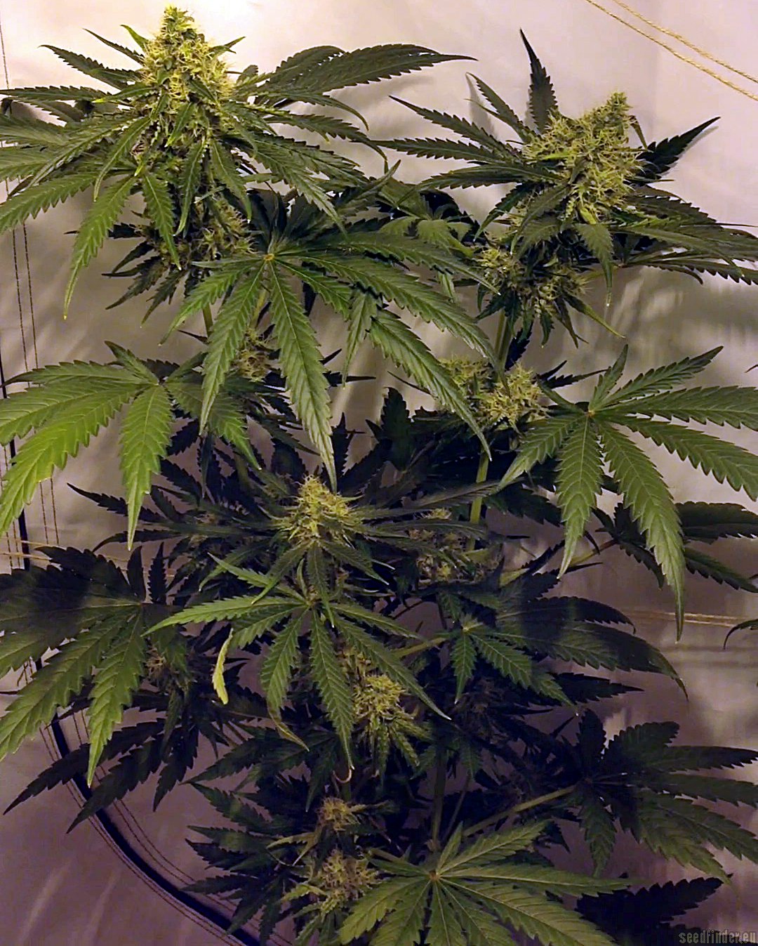 Moonshine Haze x Ghost Train Haze #1