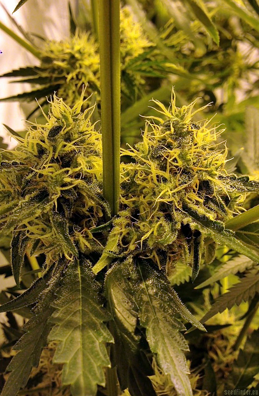 Moonshine Haze x Ghost Train Haze #1
