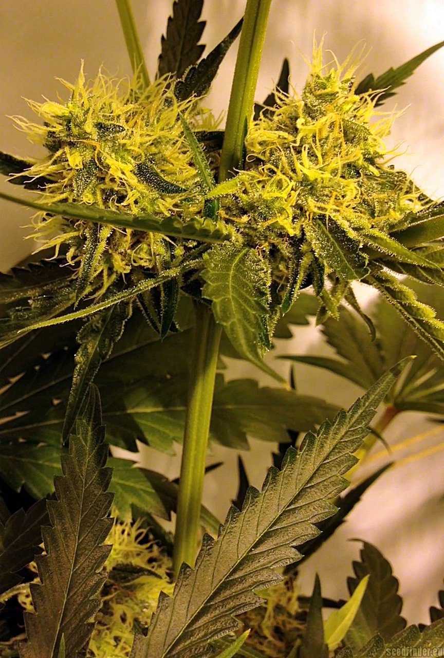 Moonshine Haze x Ghost Train Haze #1