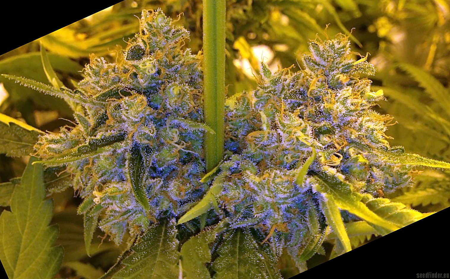 Moonshine Haze x Ghost Train Haze #1