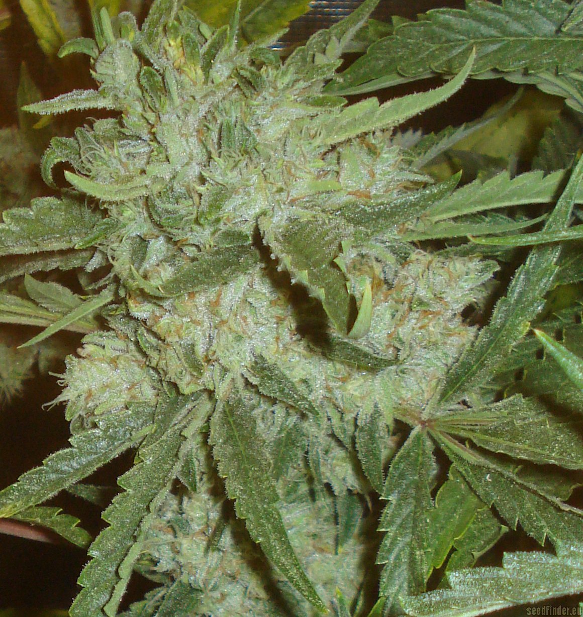 Moonshine Haze x Ghost Train Haze #1