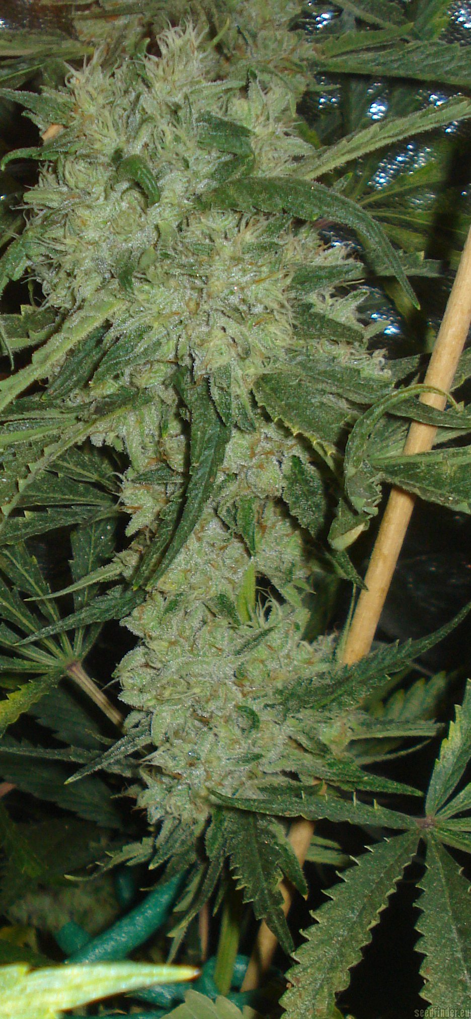 Moonshine Haze x Ghost Train Haze #1