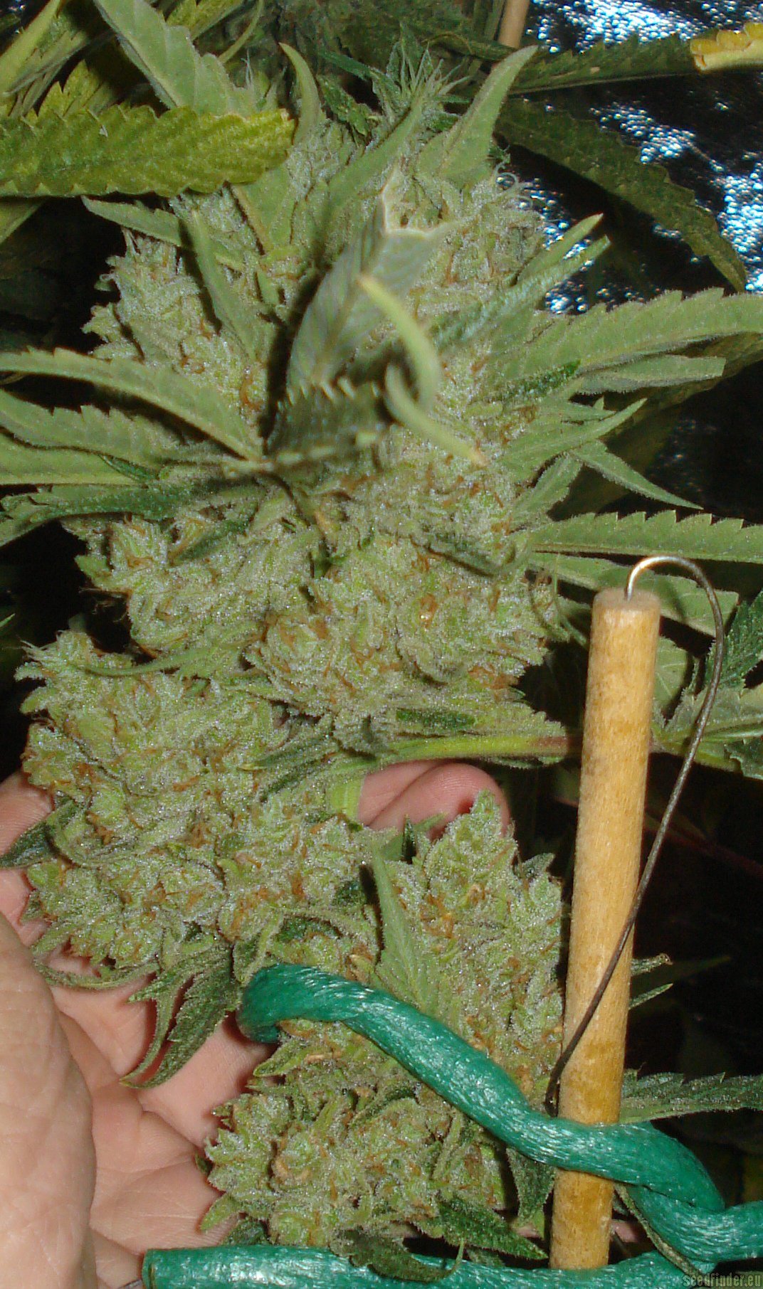 Moonshine Haze x Ghost Train Haze #1