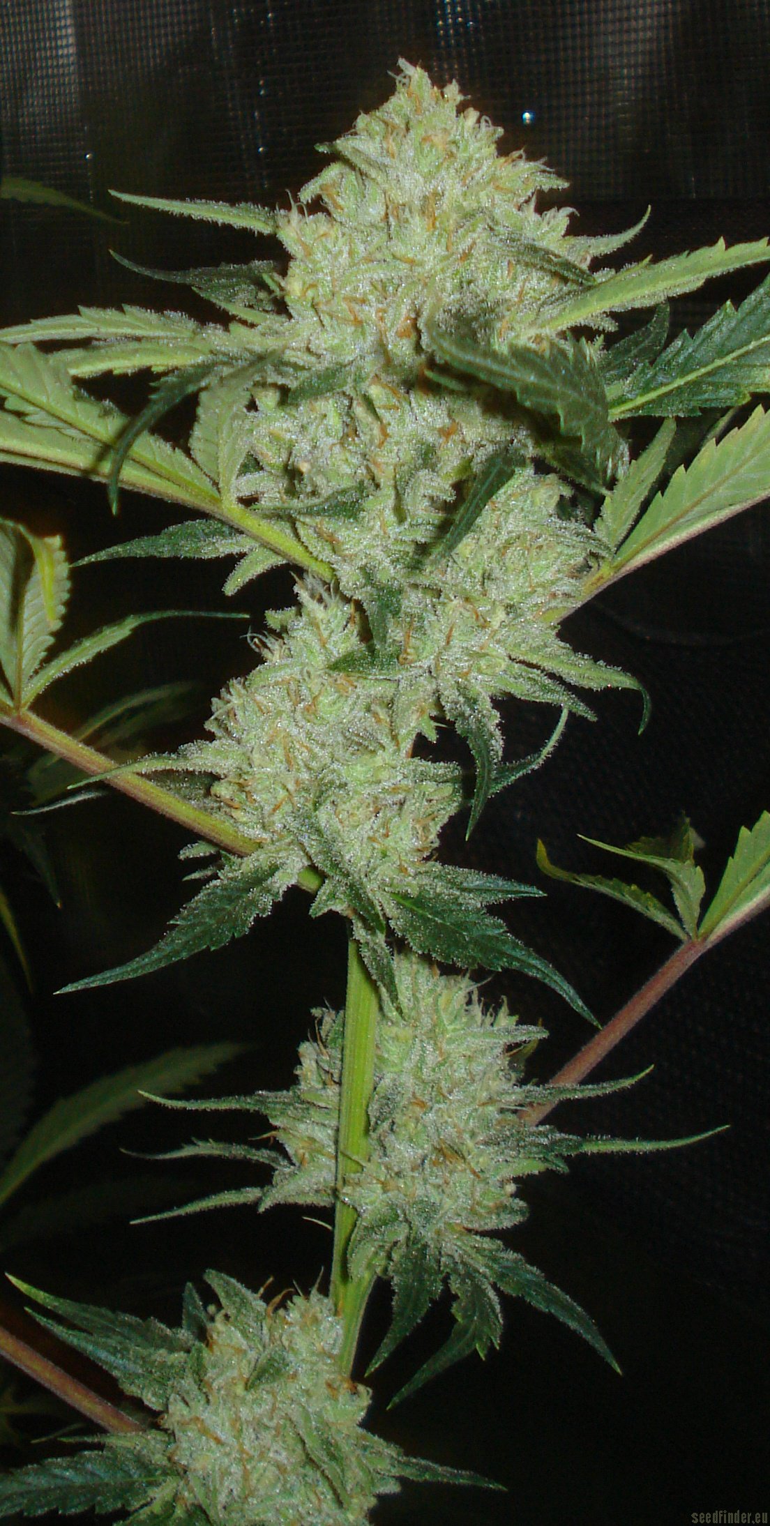 Moonshine Haze x Ghost Train Haze #1