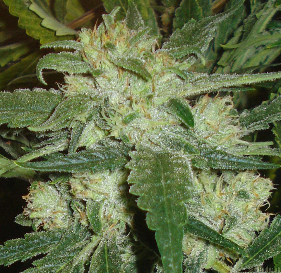 Moonshine Haze x Ghost Train Haze #1