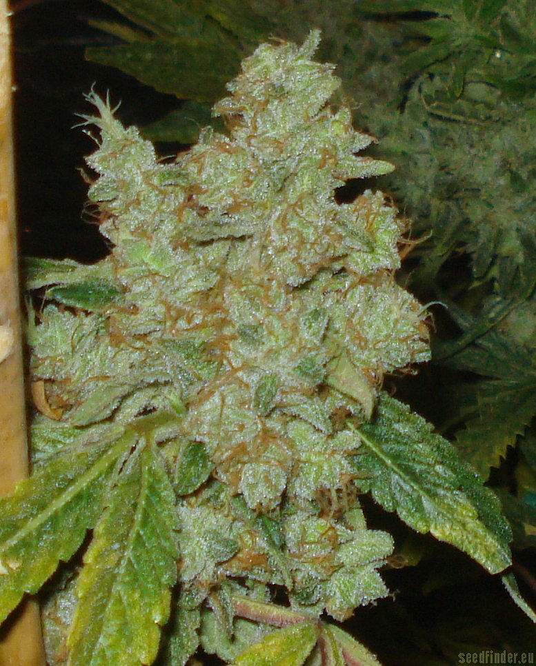 Moonshine Haze x Ghost Train Haze #1