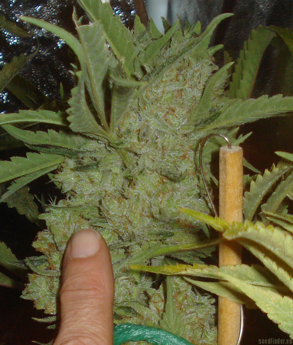 Moonshine Haze x Ghost Train Haze #1