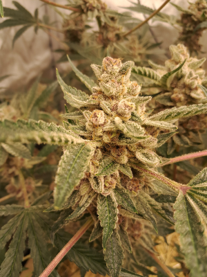 Night Terror OG archive 2