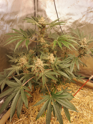 Night Terror OG archive 1