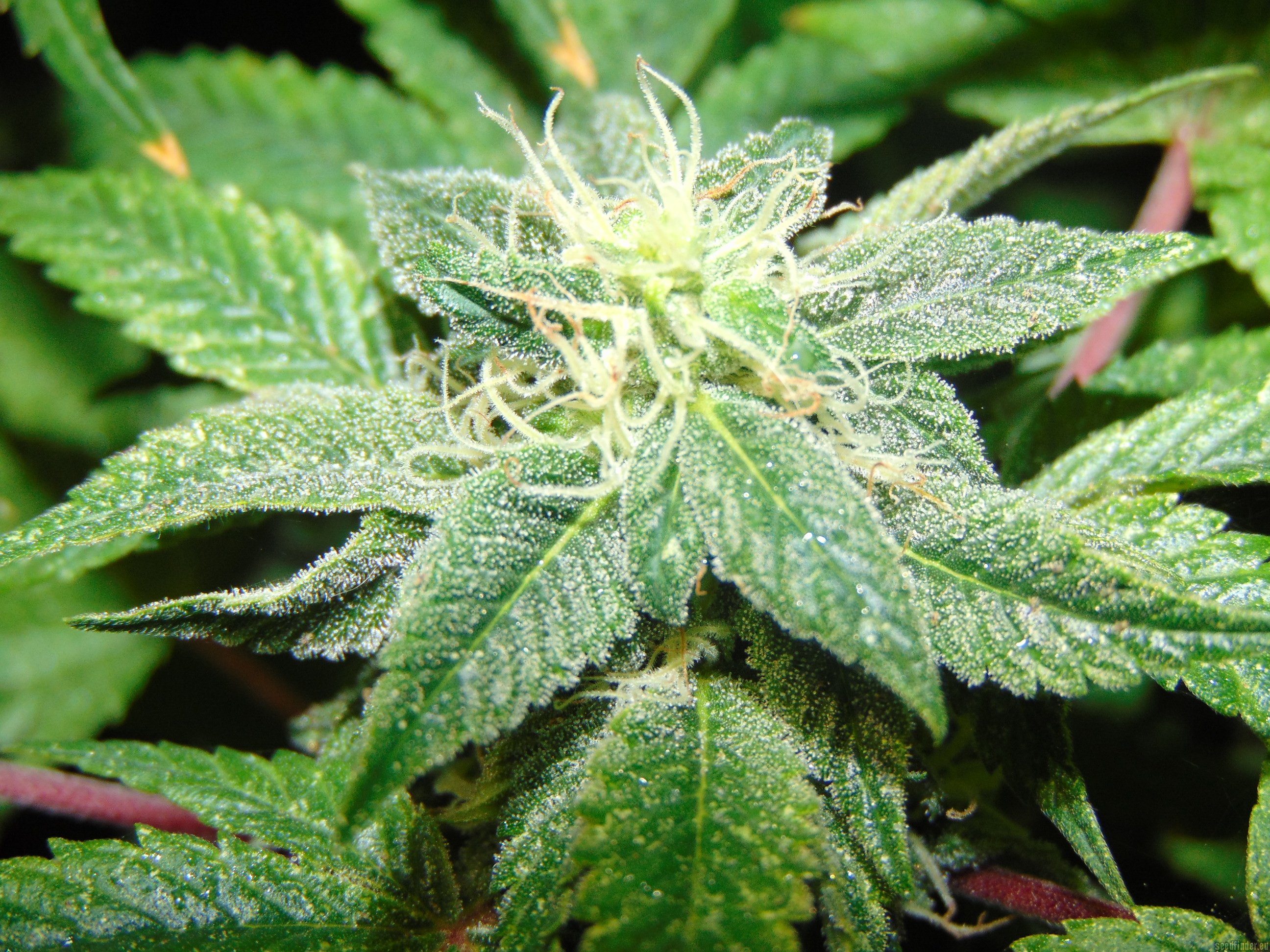 Rug Burn OG flowering cannabis, as labeled by the cited photo source