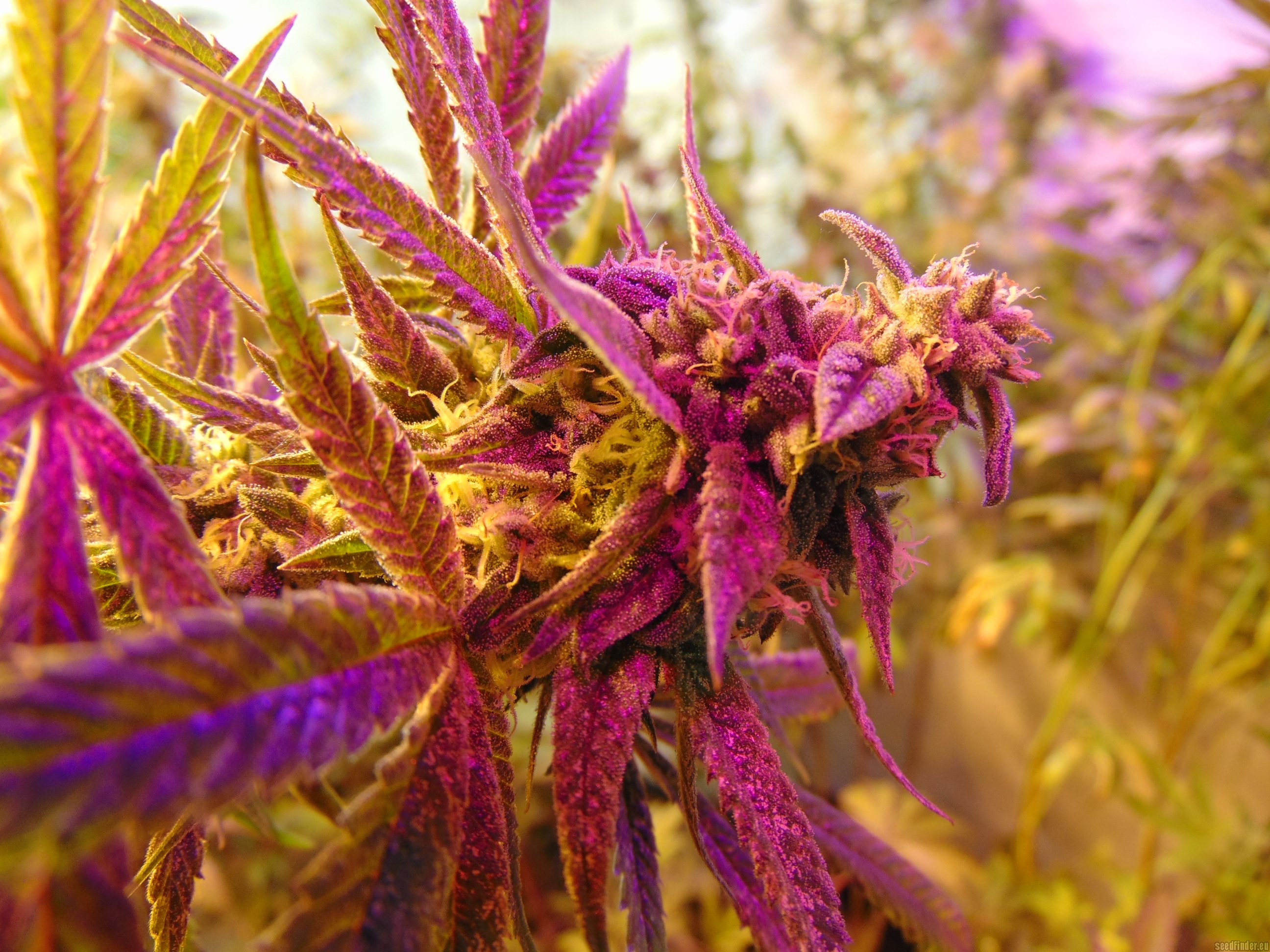 Rugburn OG flowering cannabis, as labeled by the cited photo source