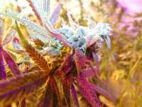 An image of Rug Burn OG