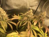 Venom OG: strain page photo, credit seedfinder.eu, copyright status shown with credit copyright unverified