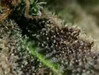An image of Grape Gazoo