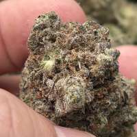 Cherry Cookies: strain page photo, credit seedfinder.eu, copyright status shown with credit copyright unverified