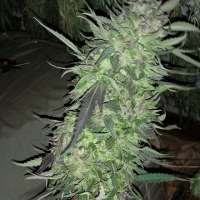 An image of Frosted Cherry Cookies