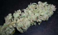 Headband: strain page photo, credit seedfinder.eu, copyright status shown with credit copyright unverified