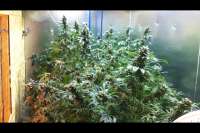 Headband: strain page photo, credit seedfinder.eu, copyright status shown with credit copyright unverified