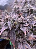 Kandy Kush: strain page photo, credit seedfinder.eu, copyright status shown with credit copyright unverified