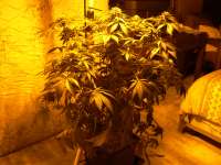 Kandy Kush archive 4