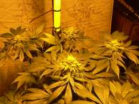 Kandy Kush archive 2