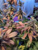 Kandy Kush: strain page photo, credit seedfinder.eu, copyright status shown with credit copyright unverified
