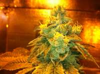 An image of Kosher Kush