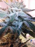 OG Kush: strain page photo, credit seedfinder.eu, copyright status shown with credit copyright unverified