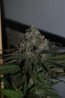 An image of Purple Wreck