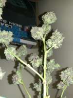 An image of Purple Wreck