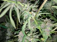An image of Purple Wreck