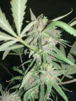 An image of Purple Wreck