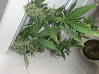 An image of Sour Diesel